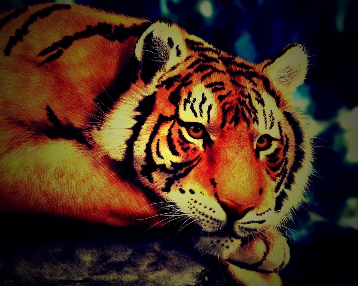 Тигровые обои