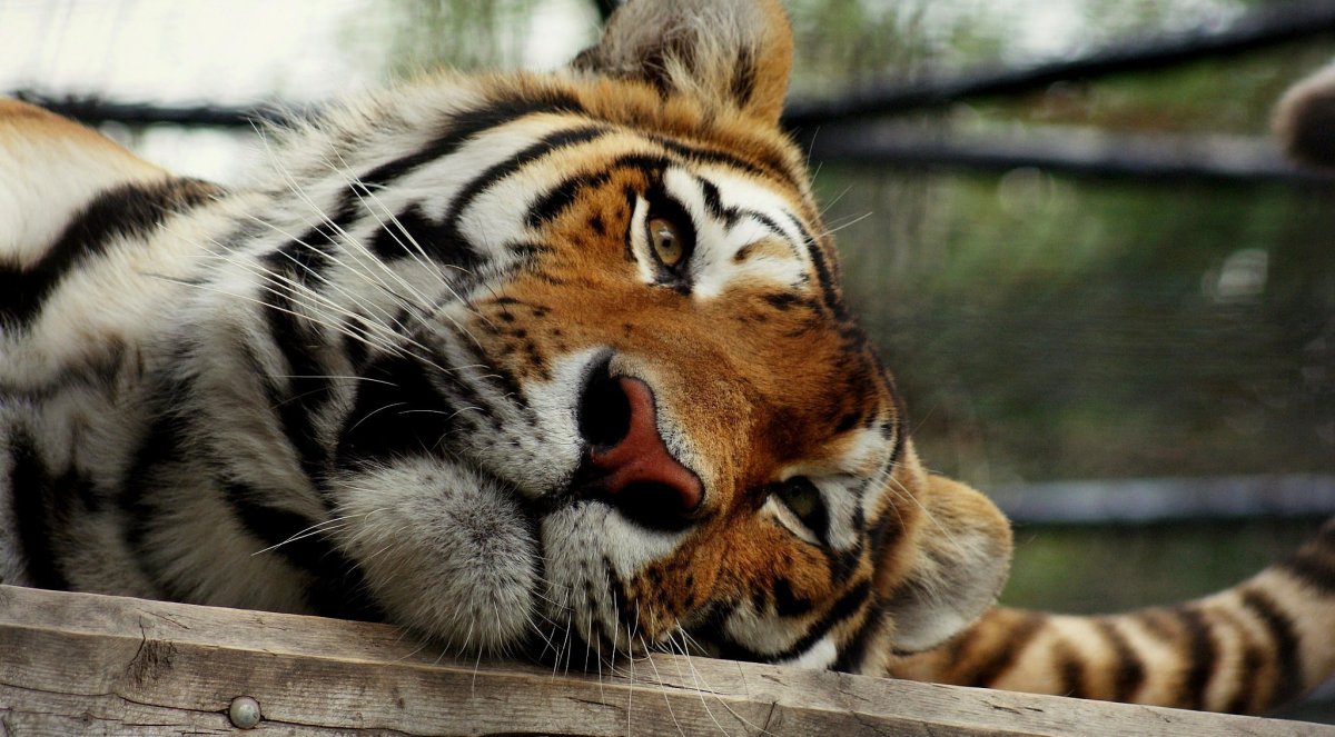 Тигр на рабочий стол