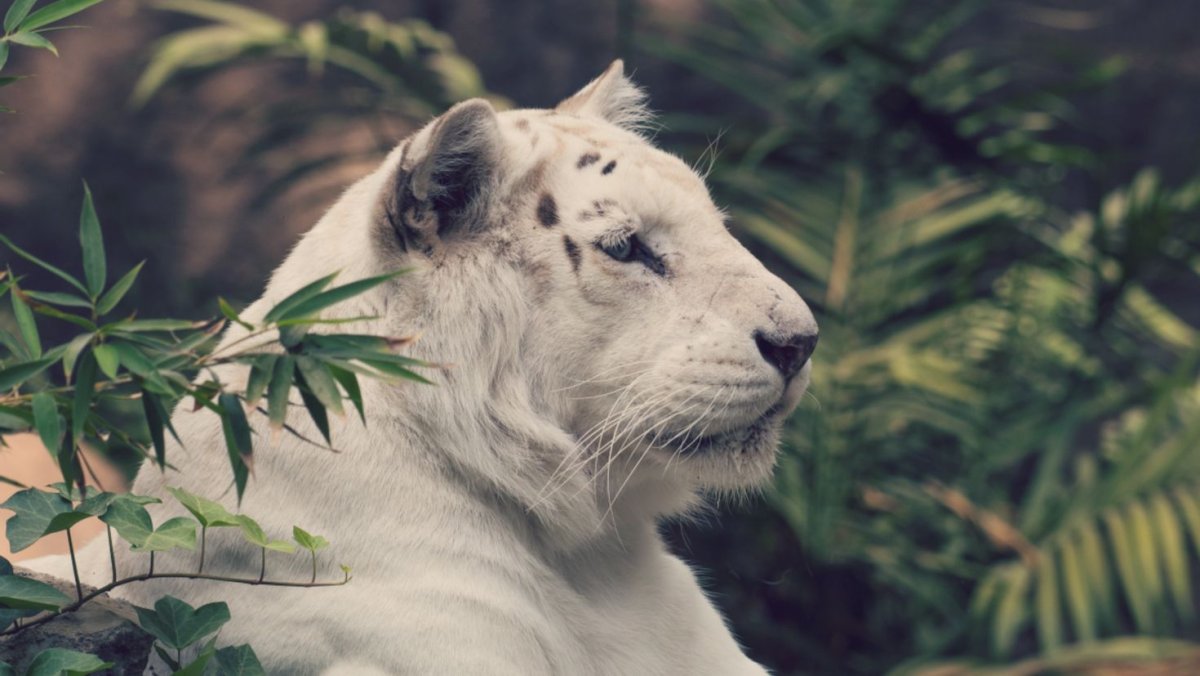 Белый тигр на рабочий стол