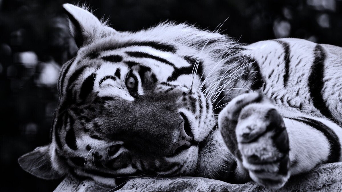 Заставка на рабочий стол тигр