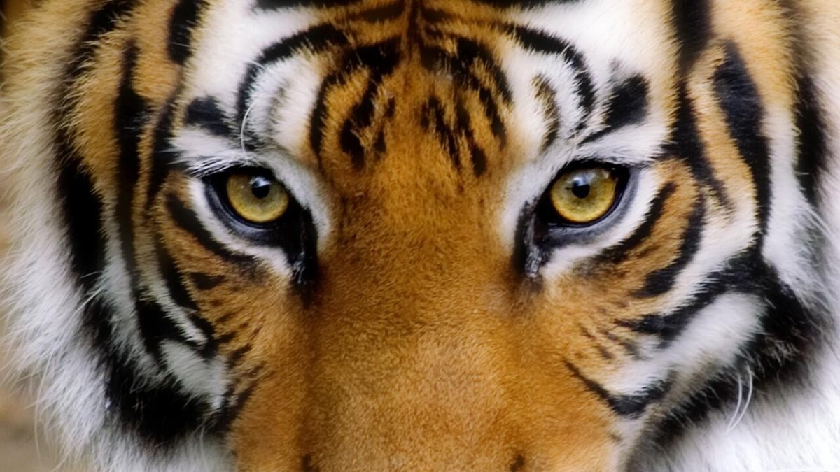 Тигр с голубыми глазами