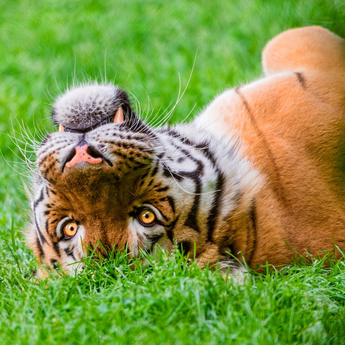 Морда тигра в траве