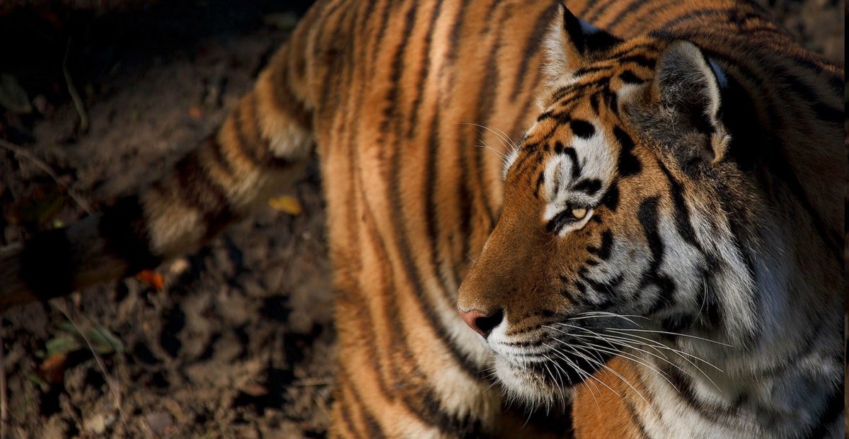 Амба Амурский тигр