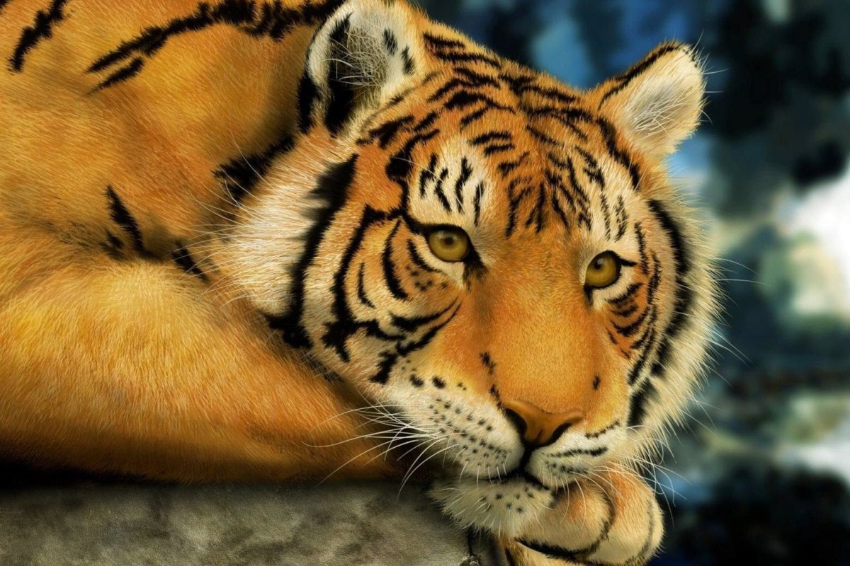 Тигр на заставку