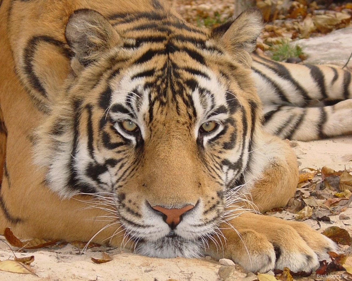 Обиженный тигр