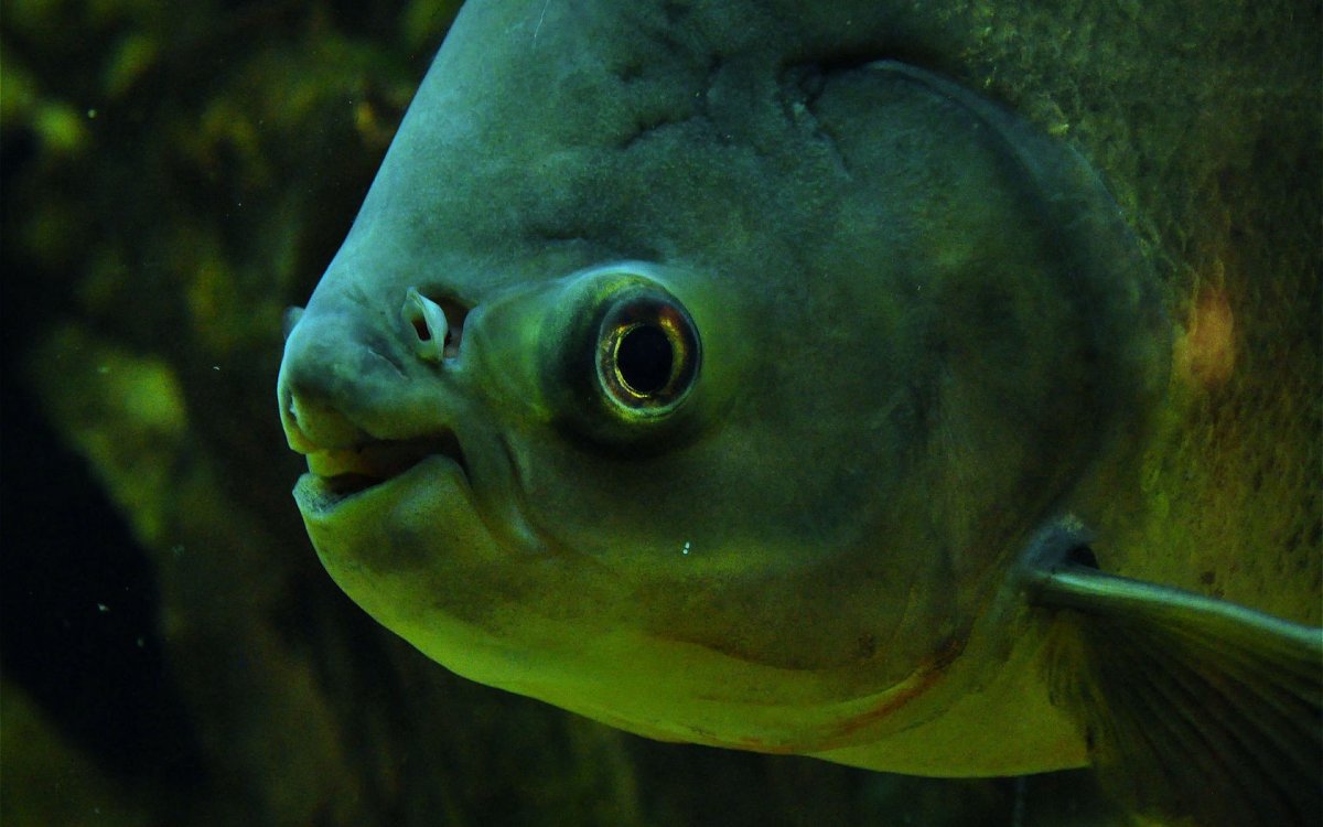 Звездочет рыбка аквариумная