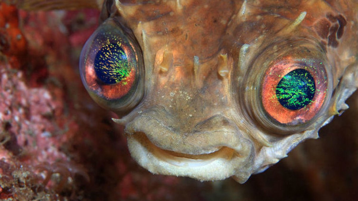 Пучеглазие у рыб