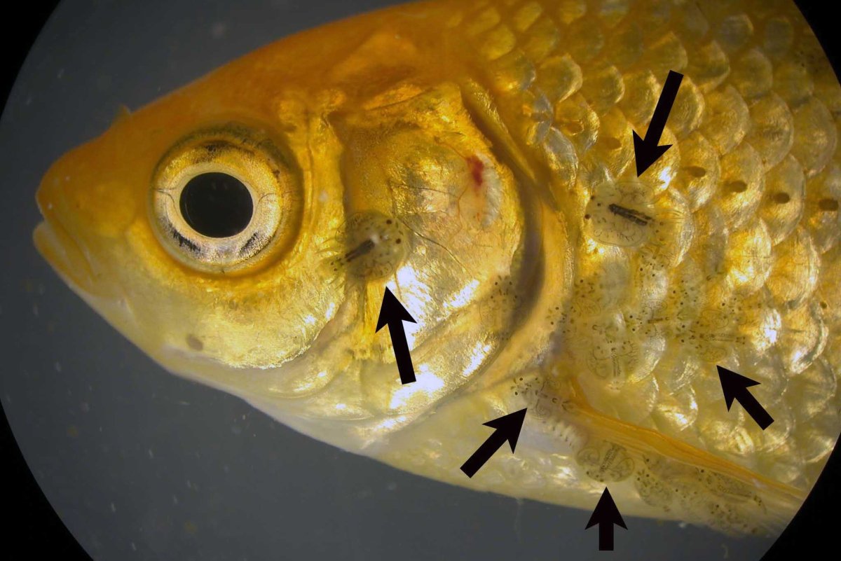 Орео дори рыба