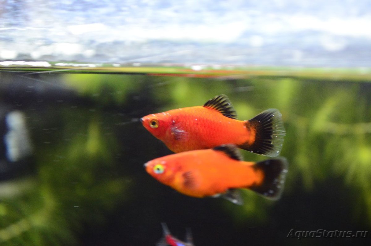 Болезни рыб аквариумных