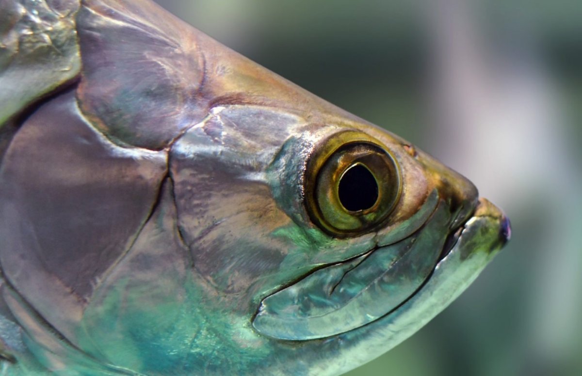 Голова рыбы