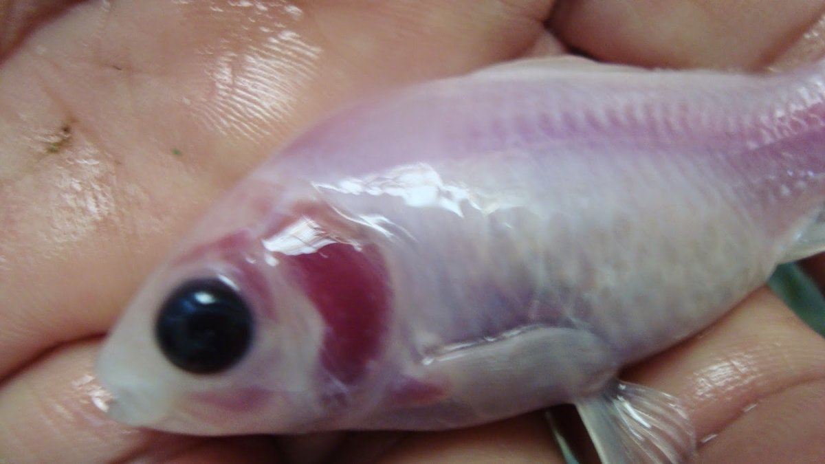 Бранхионекроз карповых