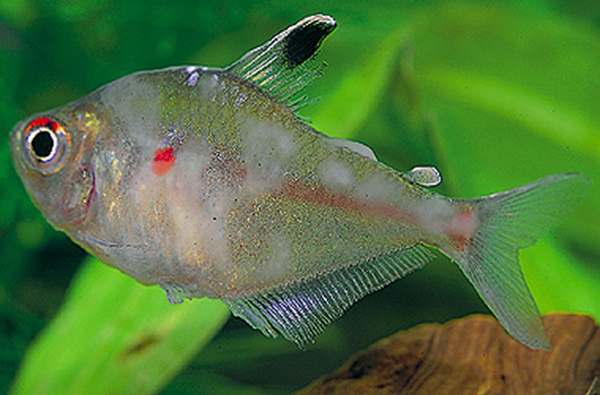 Бранхиомикоз аквариумных рыбок