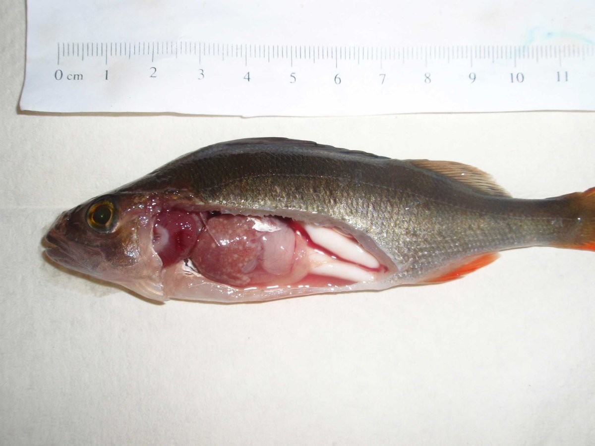 Данио вуалехвост