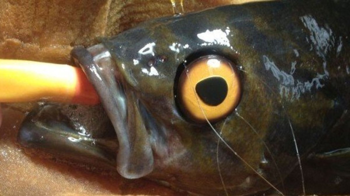 Глаза как у окуня