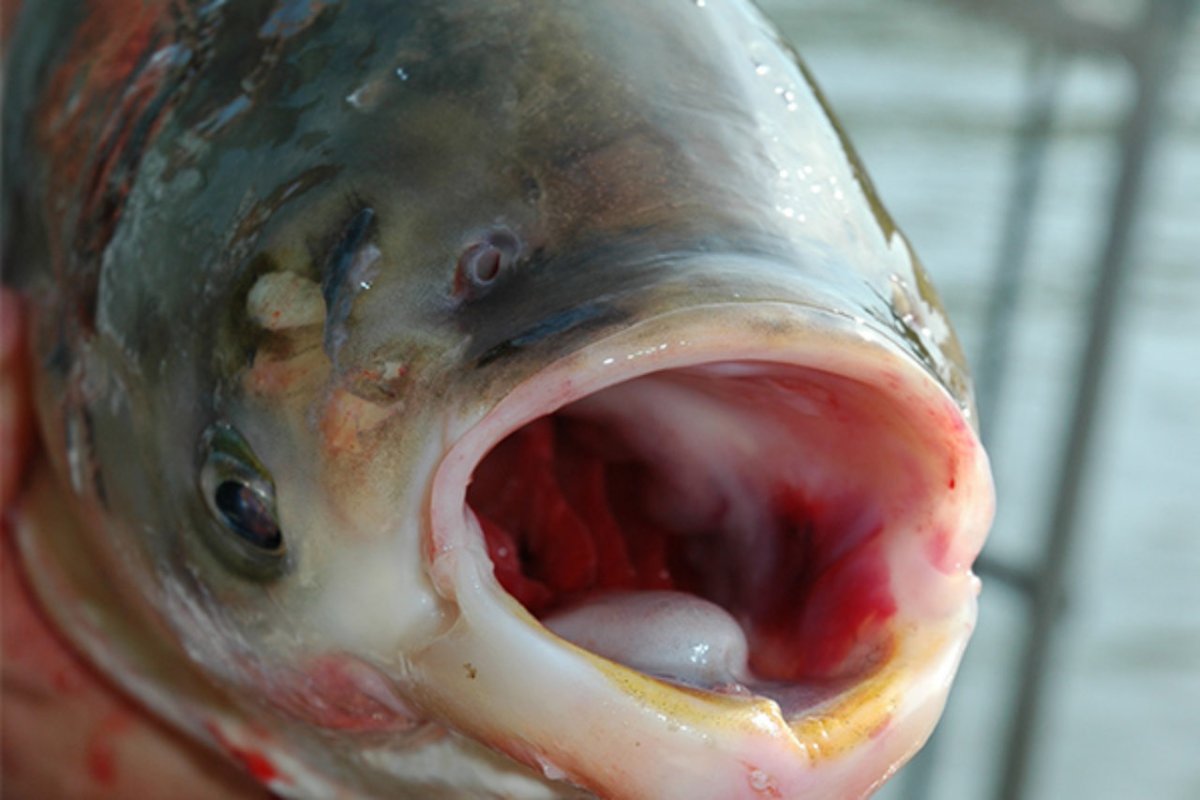 Белый неон аквариумные рыбки