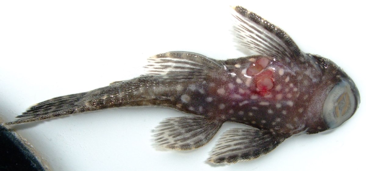 Пучеглазые аквариумные рыбки