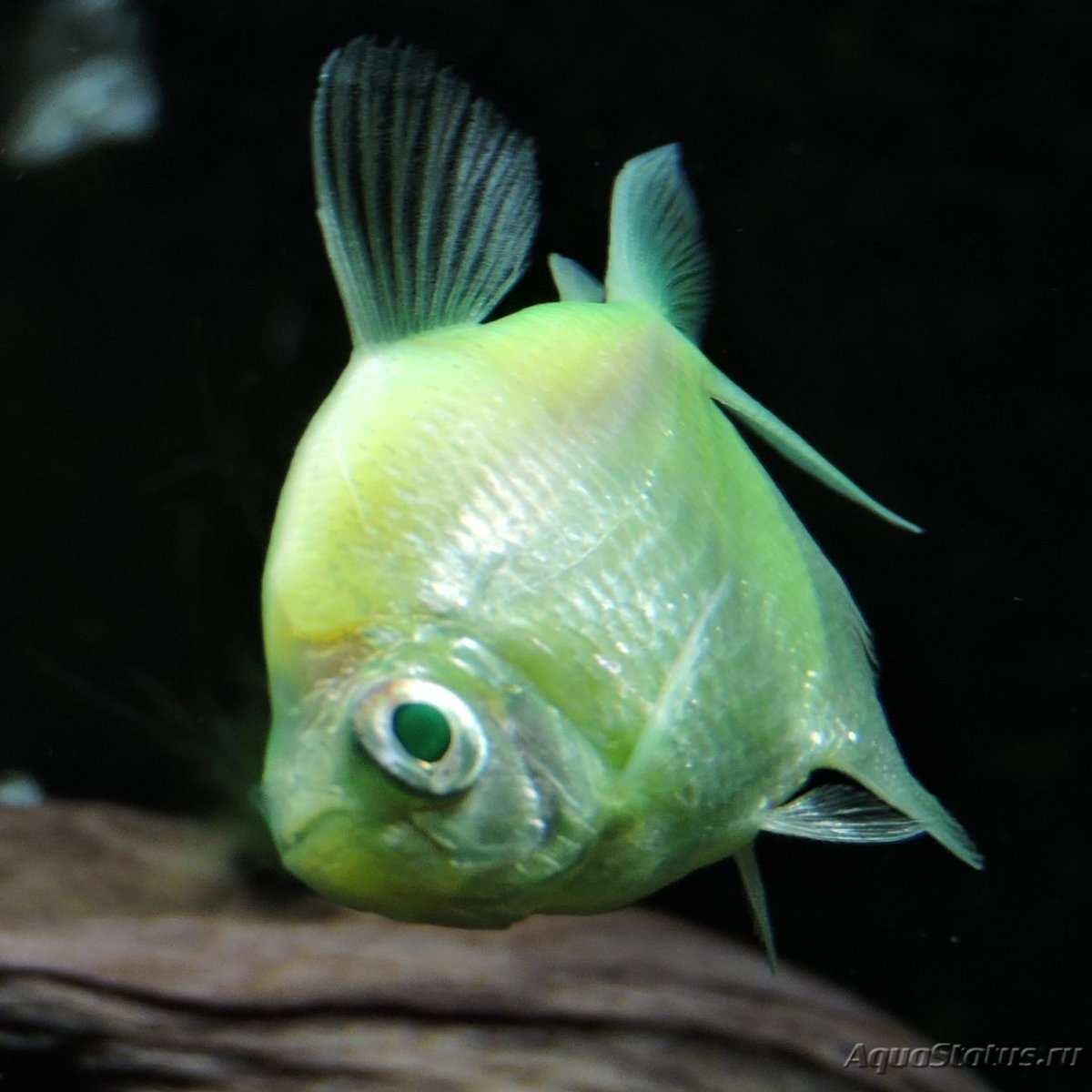 Пучеглазие у тернеции