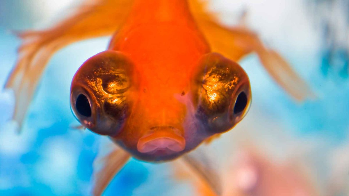 Рыба с глазами по бокам