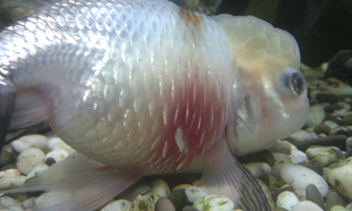 Белокожие у рыб