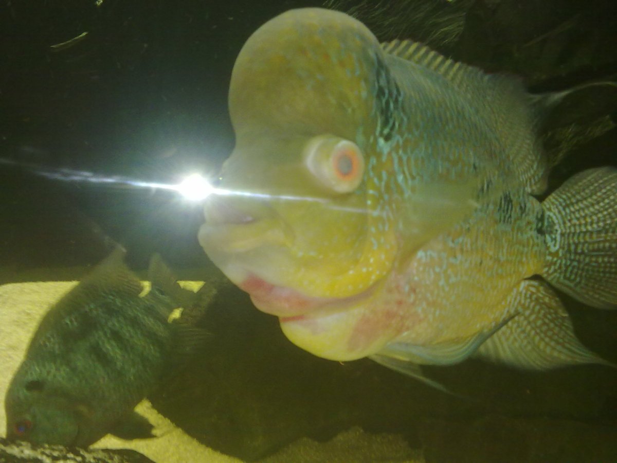 Белая плёнка на рыбке