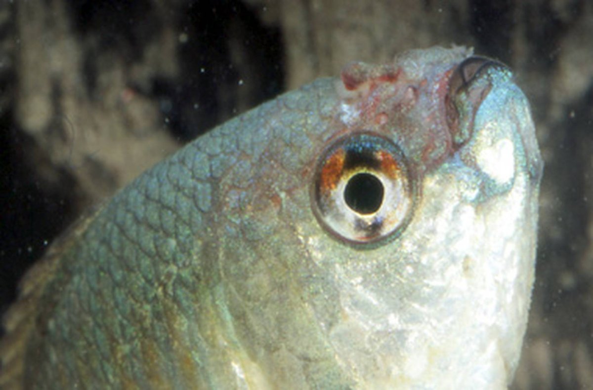 Флексибактер Колумнарис