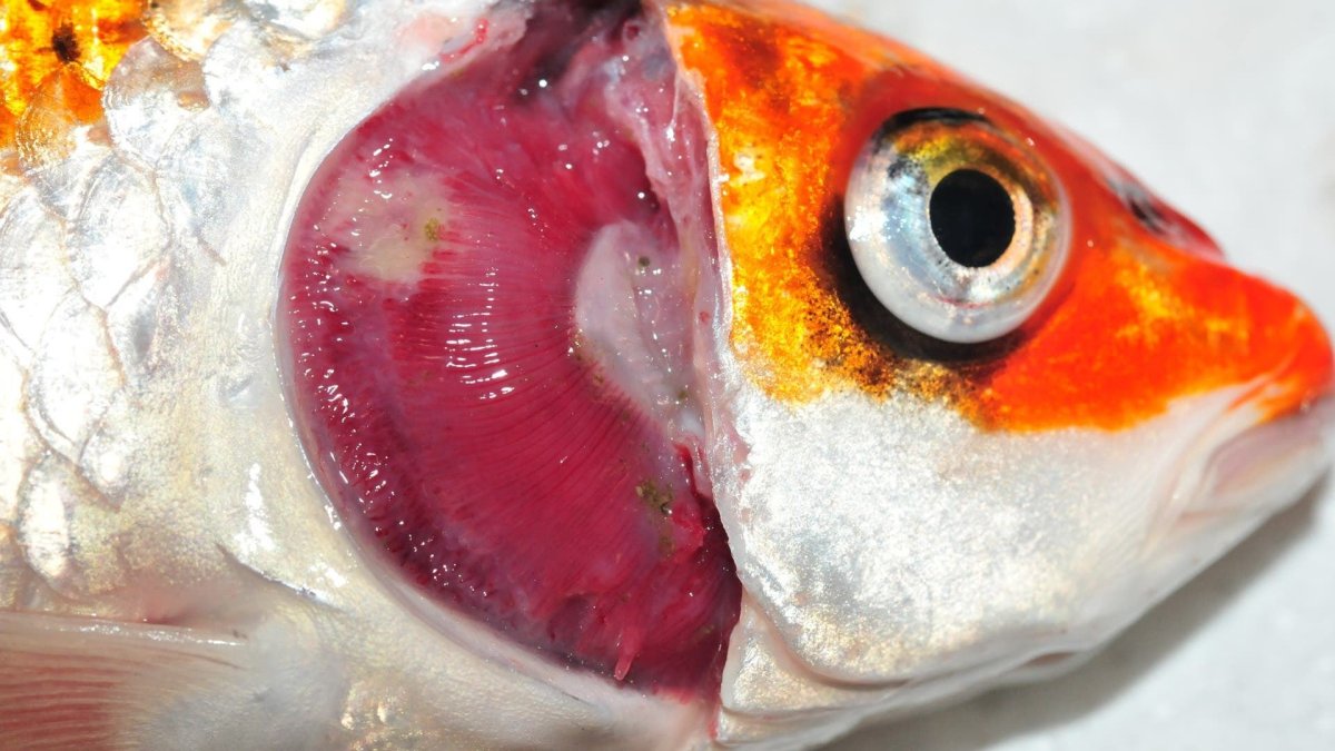 Бранхиомикоз (жаберная гниль)