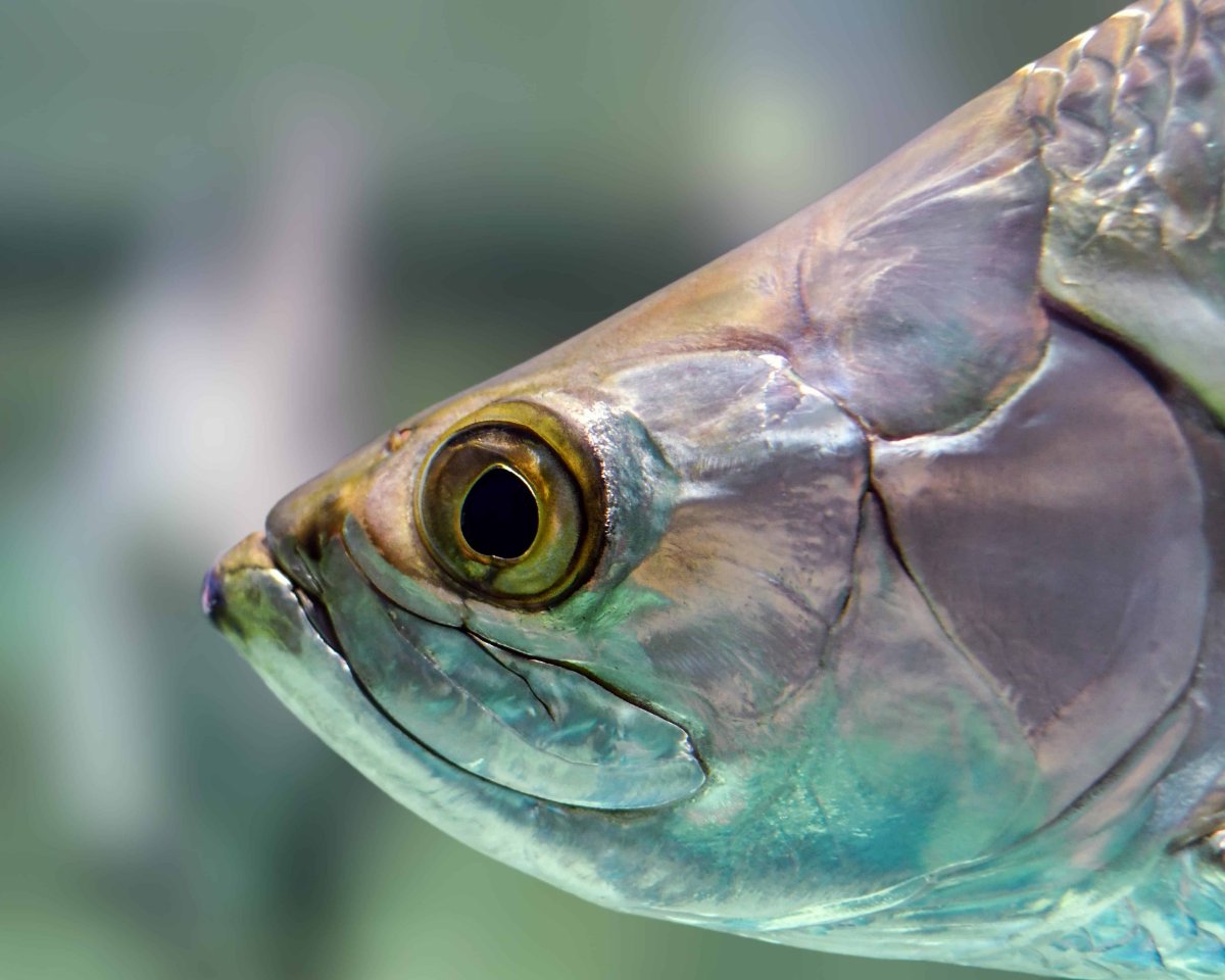 Хилодонеллез у аквариумных рыб