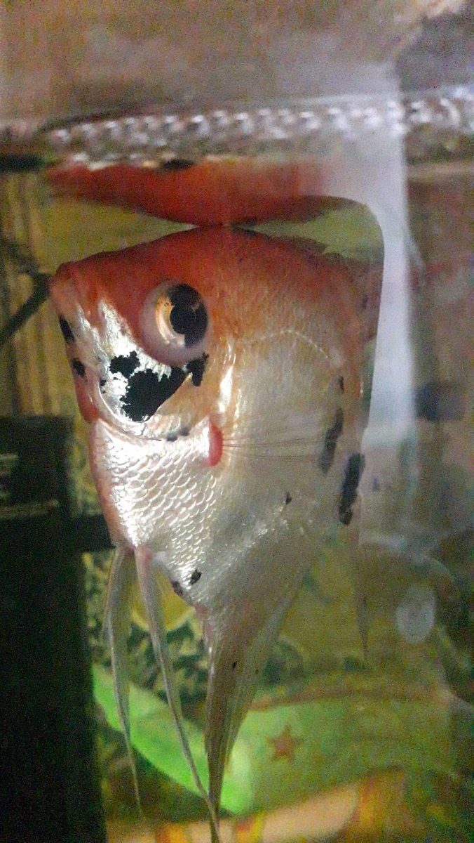 Скалярии болезни