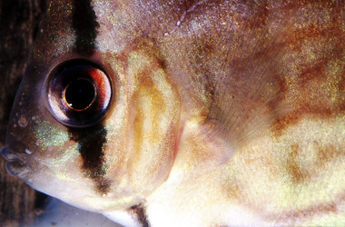 Серебристая рыба