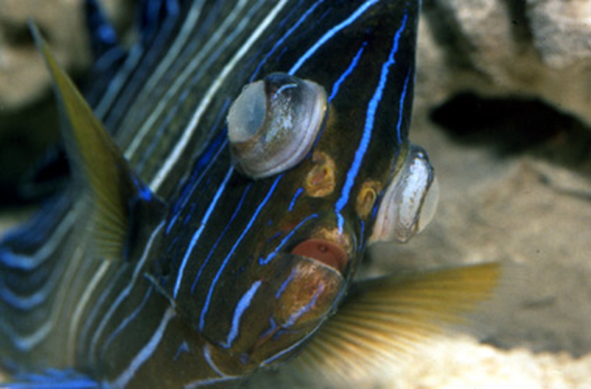 Рыба открыла рот