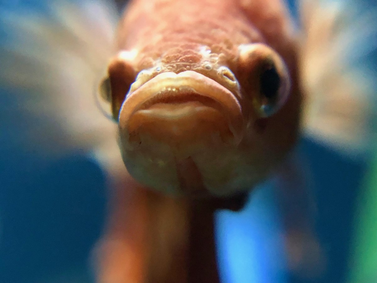 Глаз рыбы селедки