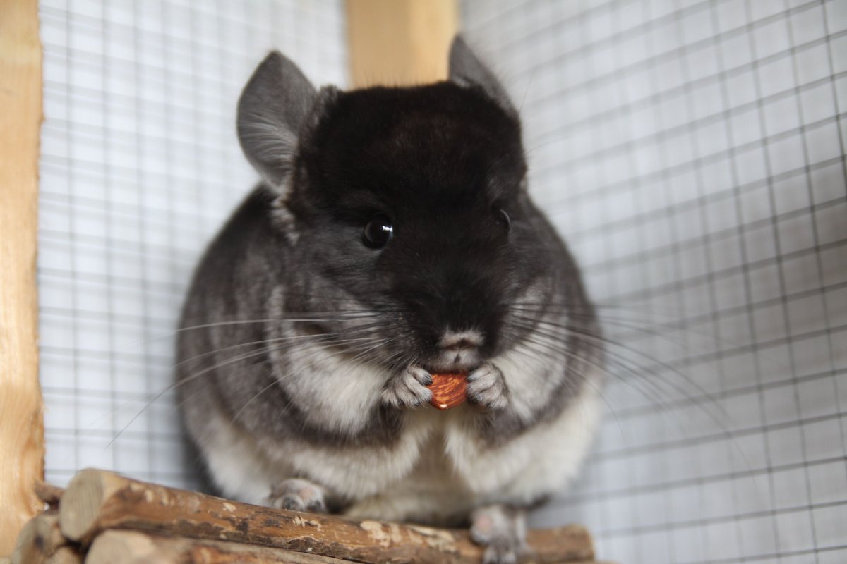 Печенье для шиншилл