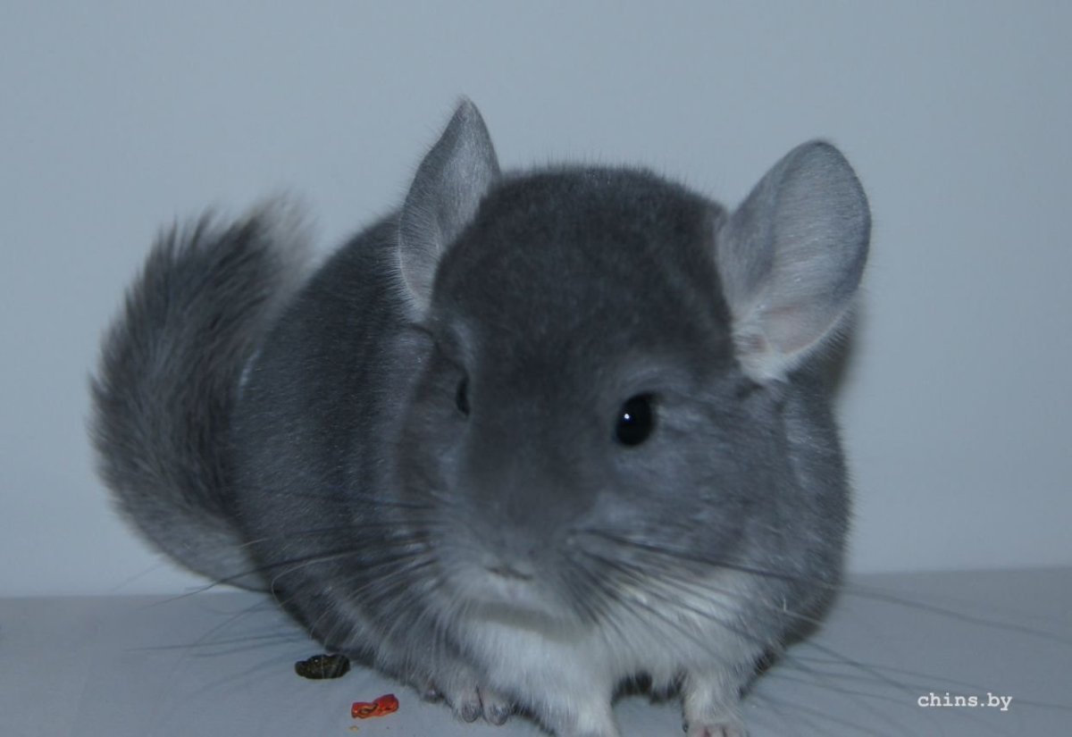 Шиншилла голубой сапфир