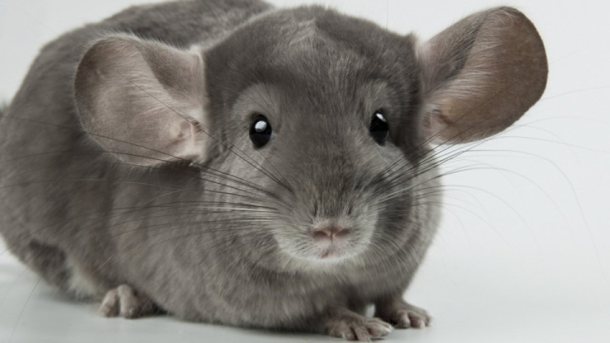 Шиншилла ВАЛАКАС