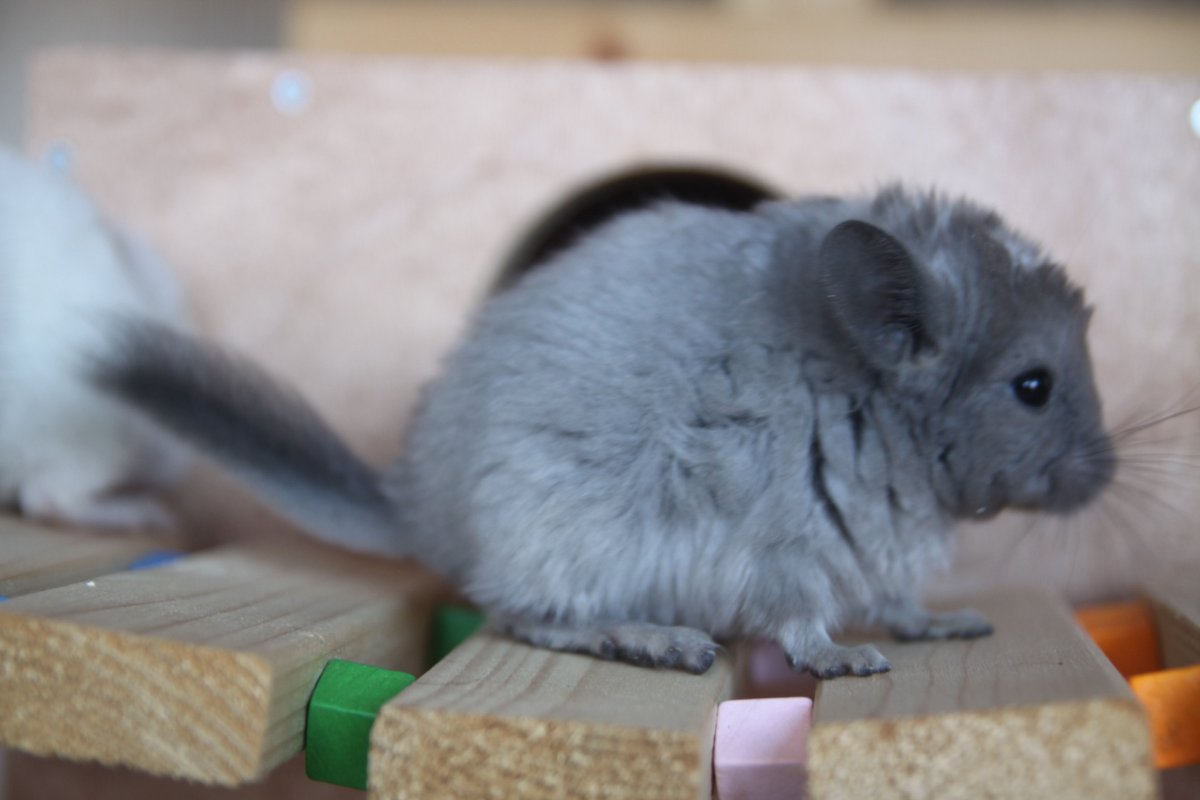 Бритые шиншиллы