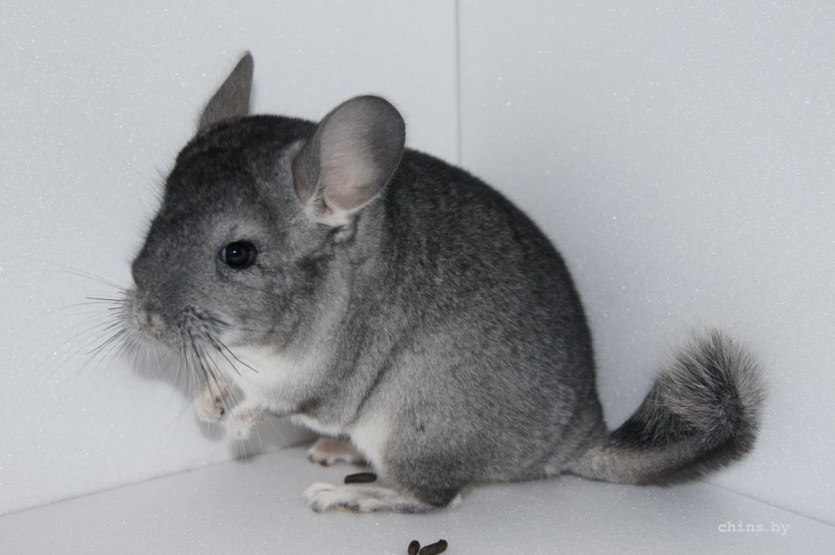 Короткохвостая шиншилла