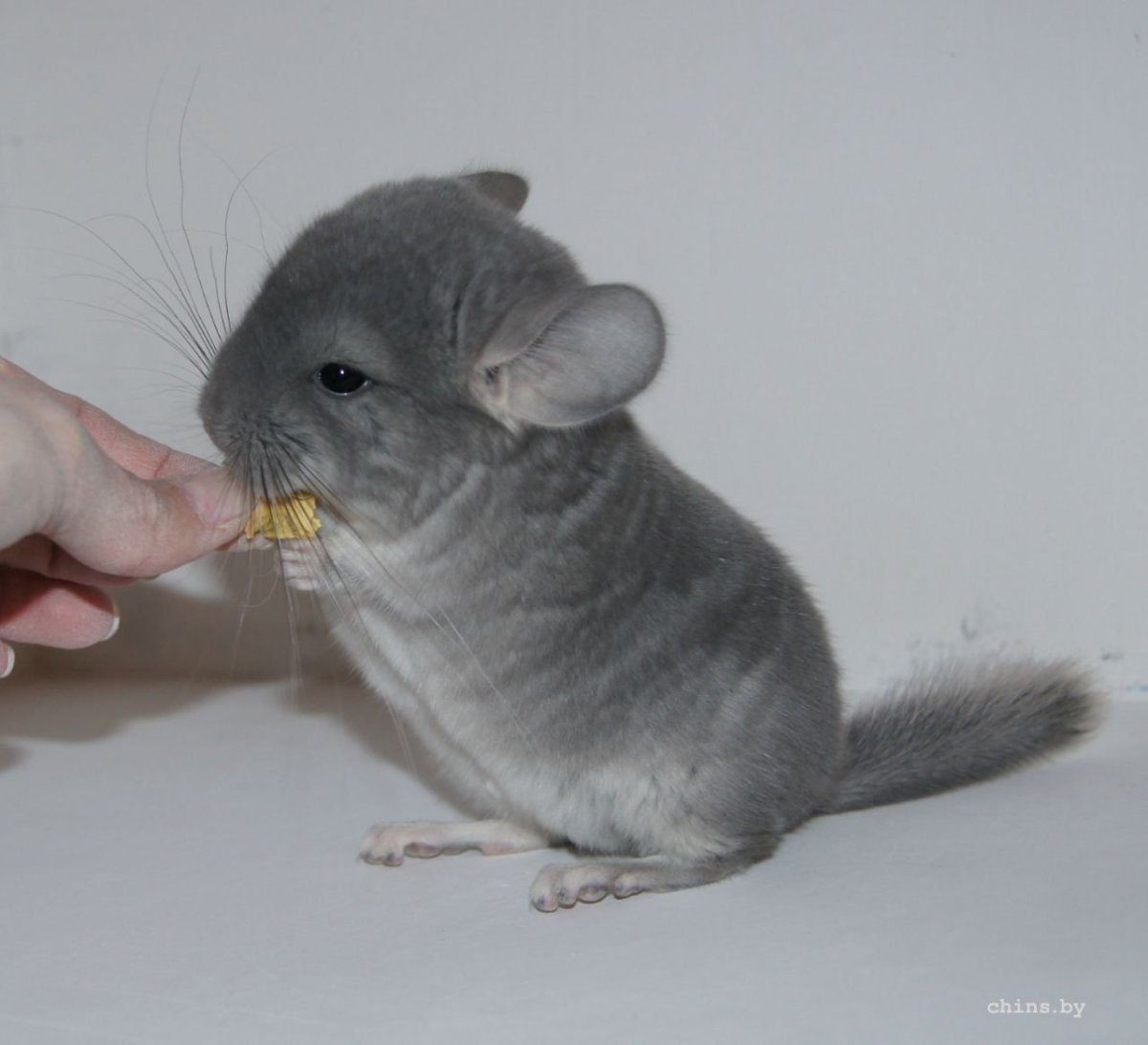 Голубая шиншилла