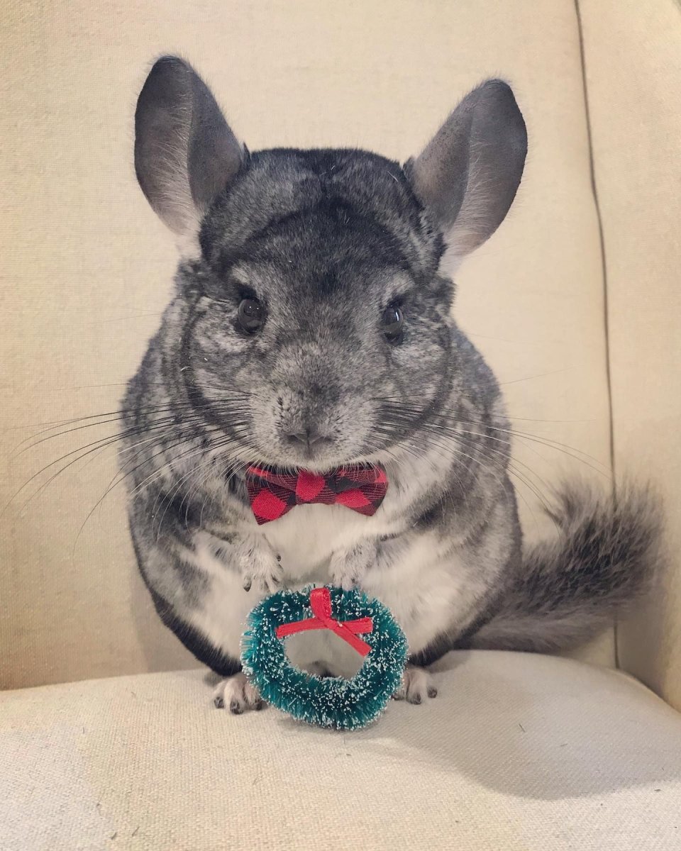 Шиншилла некрасивая