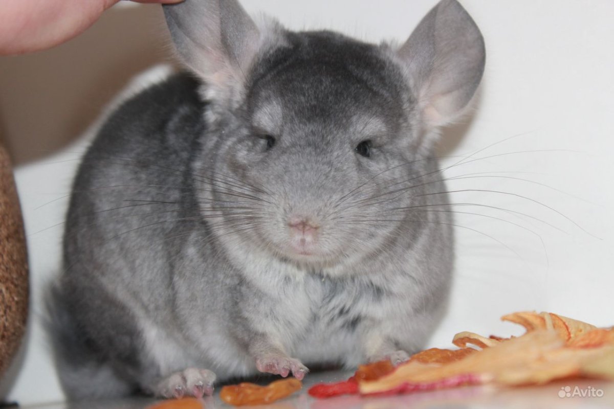 Шиншилла сапфир