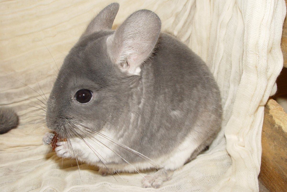 Шиншилла Вилсон