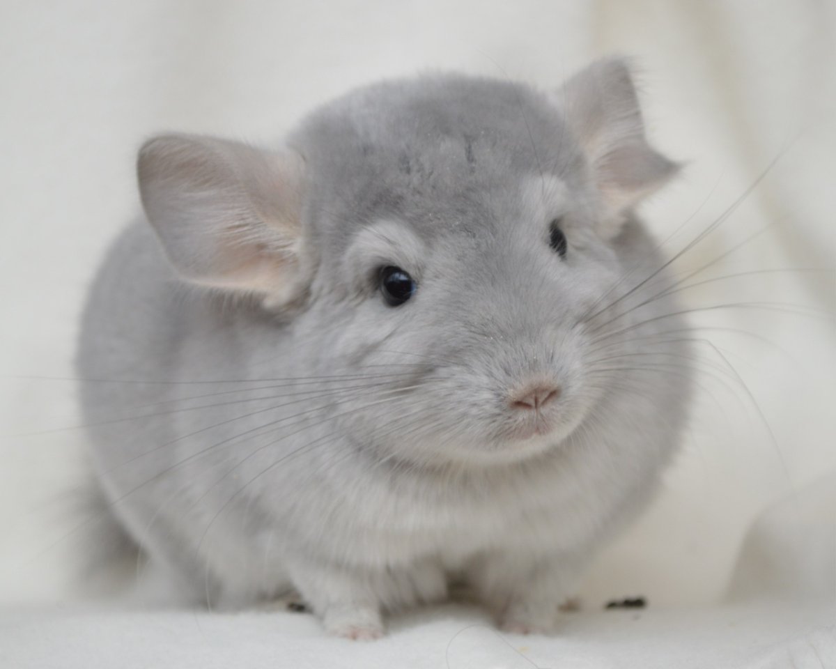 Много шиншилл