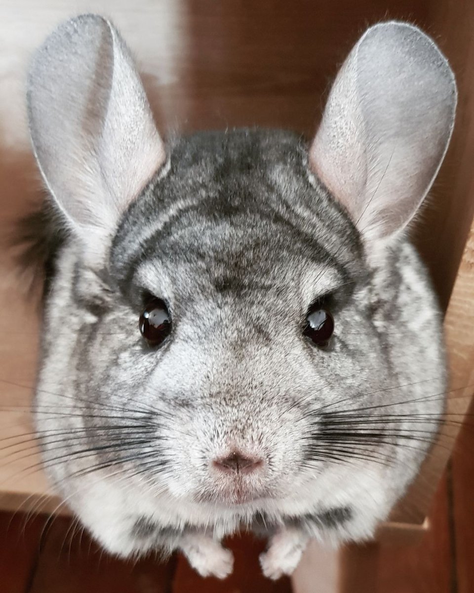 Шиншилла сапфир