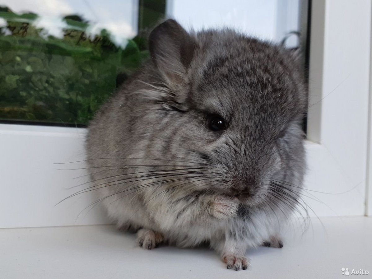 Шиншилла серый стандарт