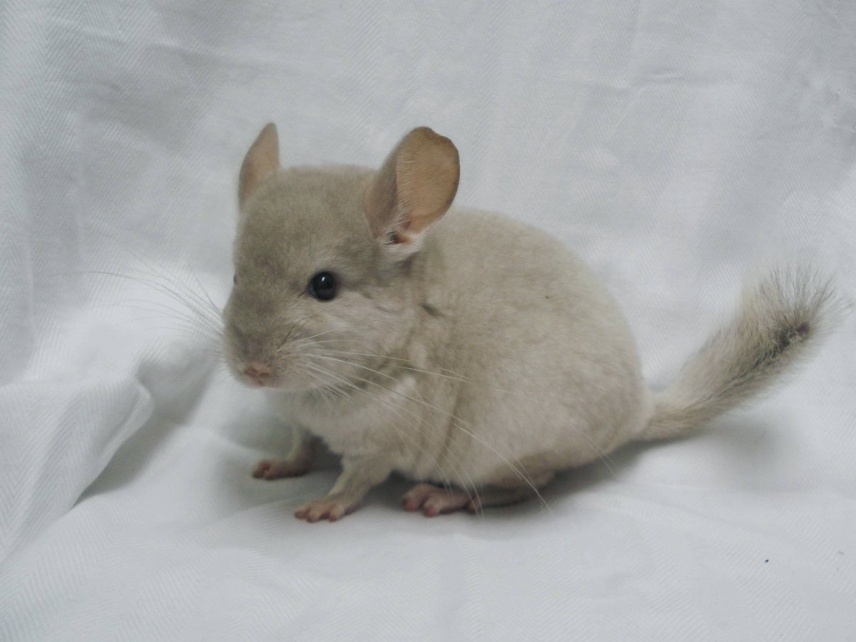 Шиншиллу за 30000