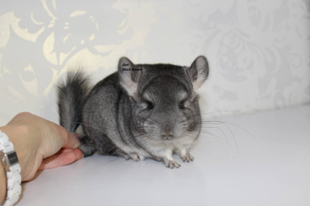 Шиншилла Блю Слейт