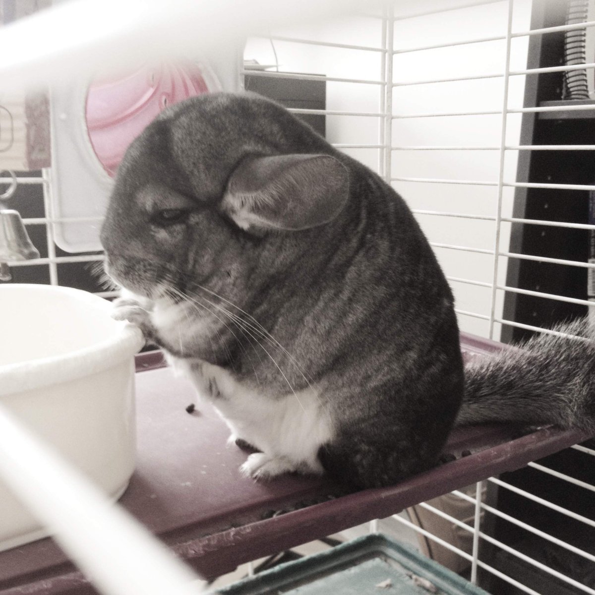 Шиншилла питомец