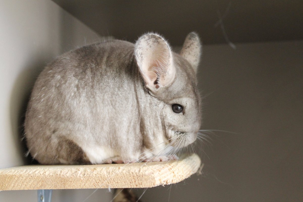 Перуанская шиншилла