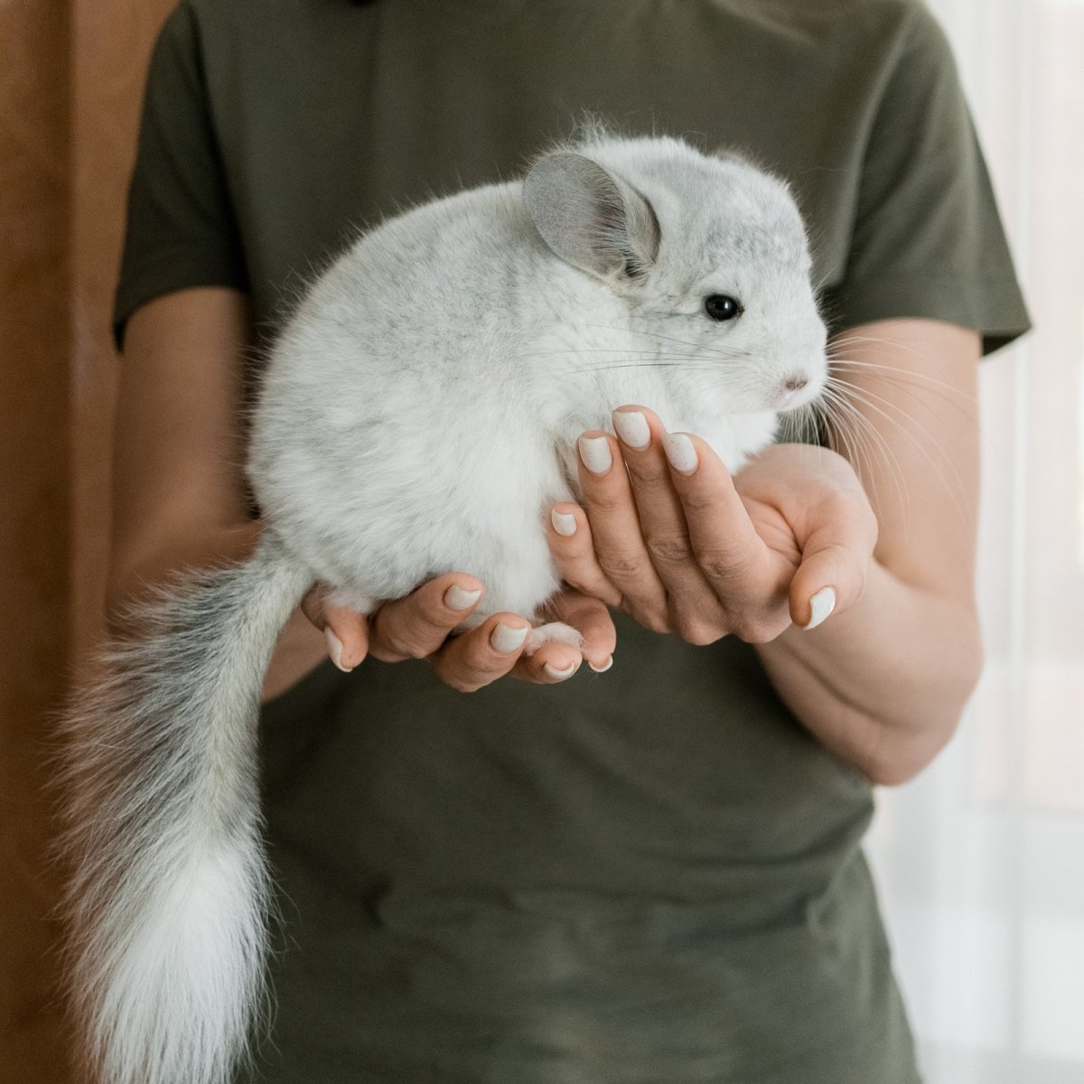 Шиншилла Степная