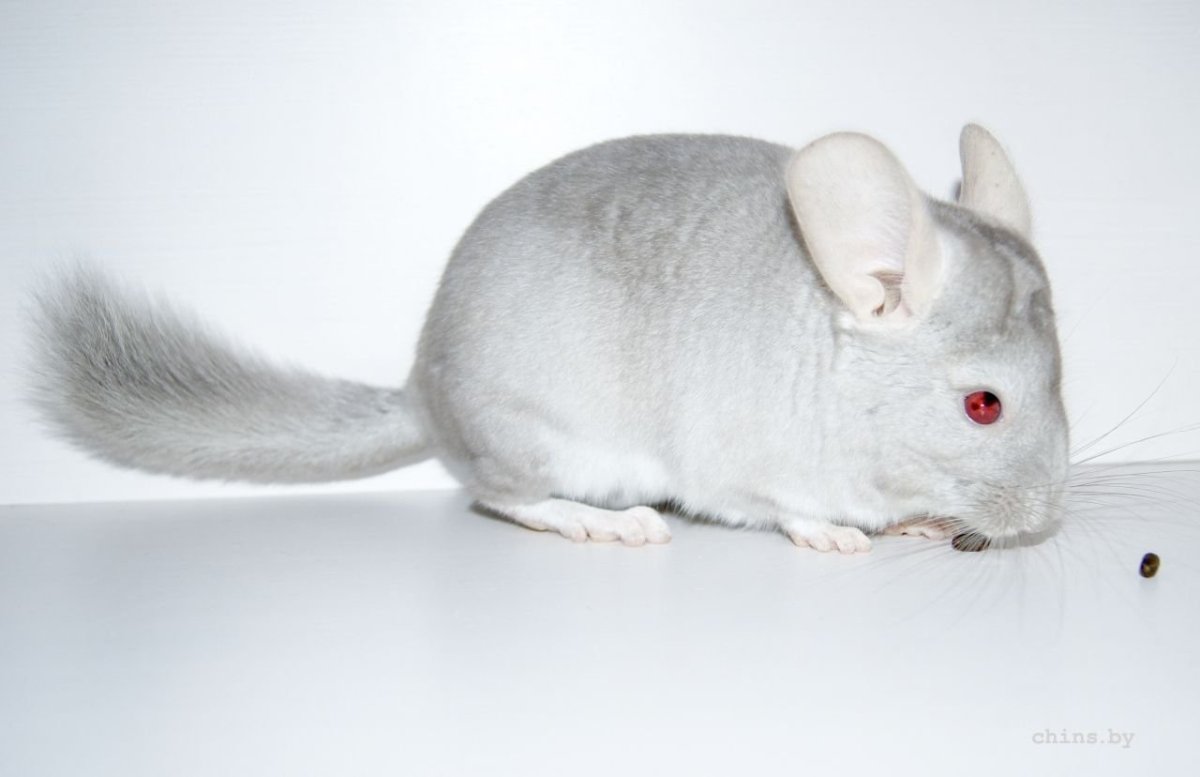 Шиншилла цвета сапфир