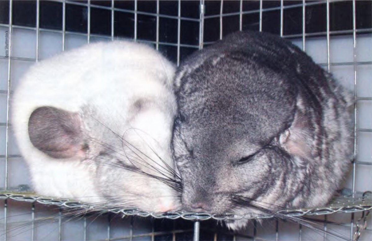 Грустная шиншилла